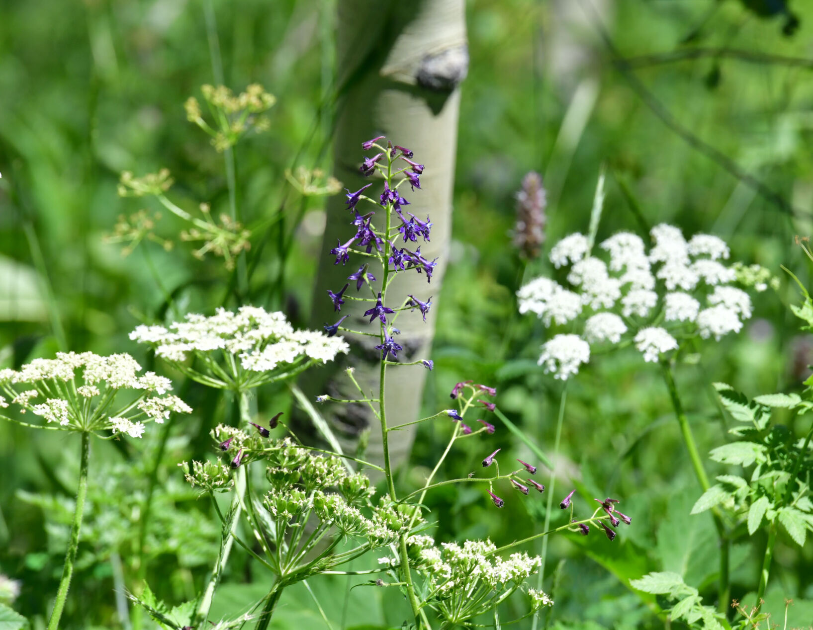 072420-news-wildflowers 04.JPG